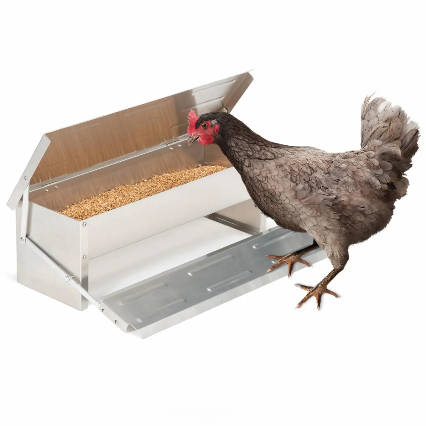 IDMarket Distributeur de graines pour poules anti nuisible* Accessoires Animaux|Accessoires Poulailler