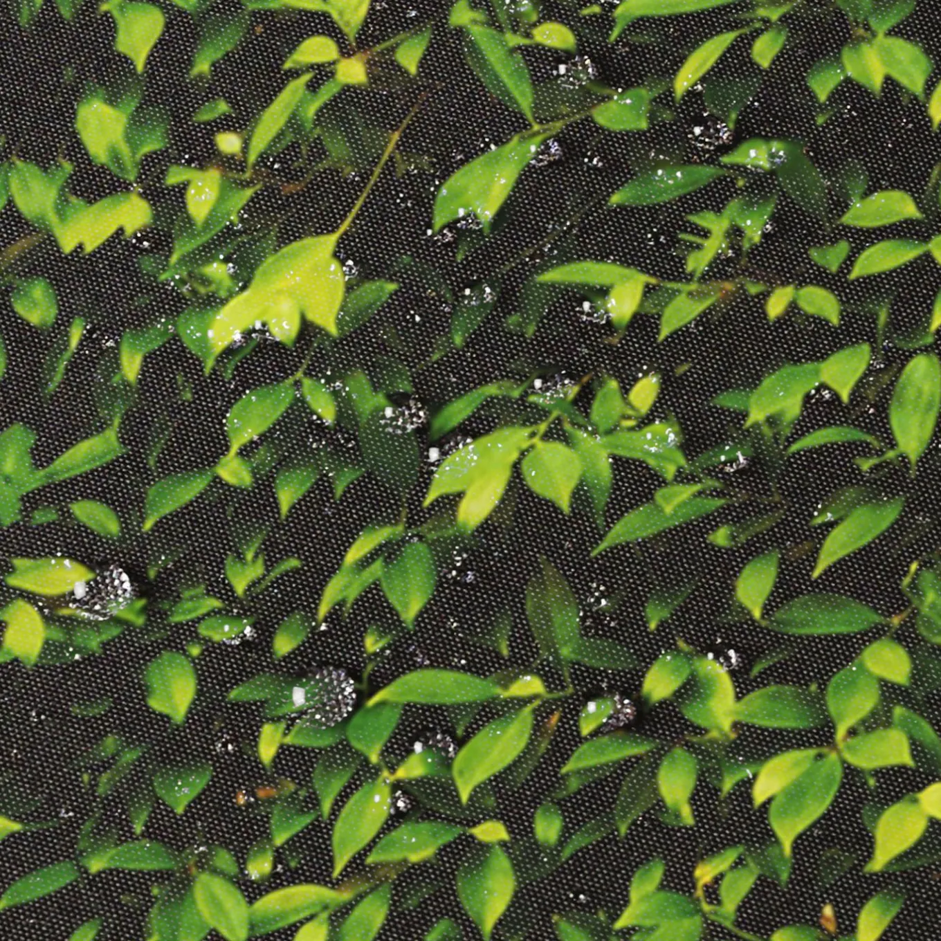 IDMarket Paravent extérieur rétractable 400x180 cm store latéral motif feuillage* Paravents Extérieurs